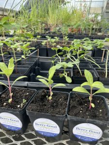 Berry Good Farm starter plants